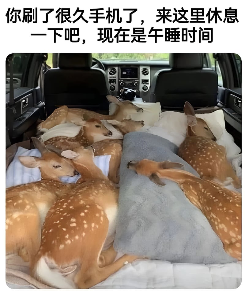 小鹿