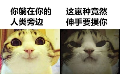 这是一张左右对比的猫咪表情包，左侧是一只睁着大眼睛、表情惊讶的猫咪特写，上方配有文字“你躺在你的人类旁边”；右侧是同一只猫咪，但表情变为眯眼、略带怀疑和警惕，上方配有文字“这崽种竟然伸手要摸你”。图片通过猫咪前后表情的强烈对比，幽默地展现了宠物猫对主人突然亲近行为的复杂反应，既有依赖又有警惕的矛盾心理。