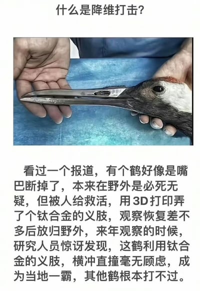 图片上方配有标题“什么是降维打击？”，中间是一张照片，显示一只鹤的喙部被替换为金属义肢，由人类双手托持。下方文字讲述了一个关于鹤的故事：一只野外受伤断喙的鹤被人类救助，通过3D打印技术安装了钛合金义肢喙，放归野外后反而凭借这个“高科技武器”横冲直撞，成为当地鹤群中的霸主，其他鹤都无法与之抗衡。这张图用这个生动案例幽默地诠释了“降维打击”的概念，即通过引入更高维度的技术或能力形成压倒性优势。
