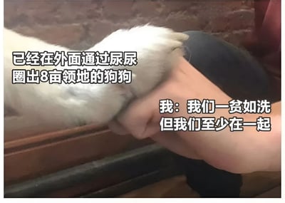 图片特写展示了一只狗狗的白色爪子与人类的手相互交握的场景。左侧文字标注“已经在外面通过尿尿圈出8亩领地的狗狗”，右侧文字为“我: 我们一贫如洗但我们至少在一起”。通过狗狗“圈地”的行为与主人“一贫如洗”的自嘲形成幽默反差，突出了即使物质匮乏，宠物陪伴带来的温暖情感。
