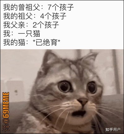 图片上部用文字总结了家族几代的子女数量递减，自嘲到自己只有一只猫，并用猫绝育来强调“断代”，形成一种幽默的反差。图片表达现代人少子化、以猫为同伴并流行绝育操作的现实现象，用于网络自嘲。没有明显双关或谐音，但暗含对现代社会生育观念变化的讽刺和调侃。