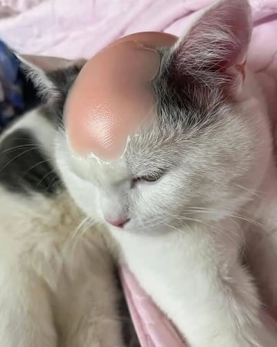 一只灰白相间的猫咪正趴在粉色的毯子上，眼睛微闭，表情显得有些困倦。最引人注目的是猫咪头顶有一个巨大的、光滑的、粉红色的半球形凸起，看起来非常不自然，像是被PS添加到猫咪头上的。