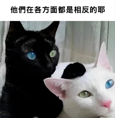 图片中展示了两只形成鲜明对比的猫咪。左侧是一只纯黑色的猫，它有着一只蓝色眼睛和一只绿色眼睛；右侧是一只纯白色的猫，同样有着一只蓝色眼睛和一只绿色眼睛，但眼睛颜色的位置与黑猫相反。白猫的头顶还有一小撮黑色毛发，与黑猫形成呼应。两只猫并排坐在一起，背景是浅色的窗帘。图片上方配有文字“他們在各方面都是相反的耶”，突出展示了两只猫咪在毛色和 eye color 上的有趣反差。