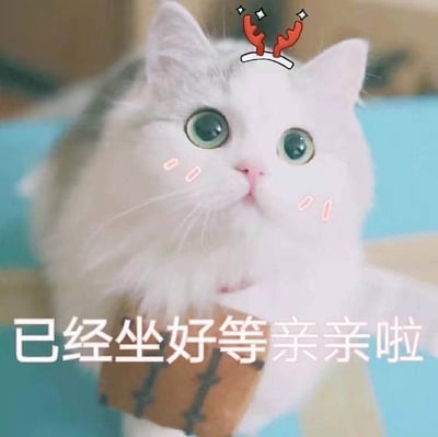 一张可爱的猫咪图片，画面主体是一只毛发蓬松的白色猫咪，它有着大大的绿色眼睛，眼神中带着期待和无辜。猫咪的头上被添加了红色的小鹿角发饰，发饰上还有闪亮的星星装饰，脸颊两侧有粉色的腮红特效，显得格外萌趣。猫咪正端坐着，似乎在期待着什么。图片底部有一行白色文字：'已经坐好等亲亲啦'，表达了猫咪乖巧等待亲昵的可爱状态。整体画面温馨治愈，充满了萌宠特有的可爱气息。