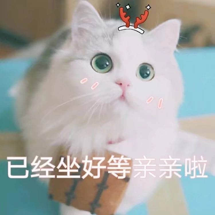 已经坐好等亲亲的猫咪