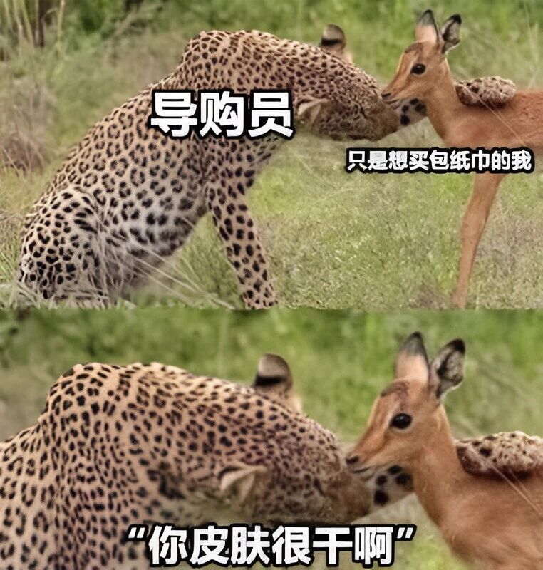 豹子