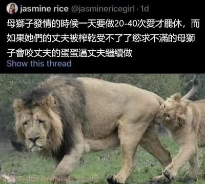 这张梗图上方是一则网友推特截图，内容描述母狮子发情时一天要和公狮子交配20-40次，如果公狮子受不了，母狮子还会咬丈夫的蛋蛋逼其继续，既科普又充满沙雕梗意。下方配图是一头母狮子咬着公狮子后腿，结合文案，生动形成“蛋疼”的趣味联想。整体风格轻松搞笑，属于典型的配文表情包，带有一定的暗示与谐音梗。