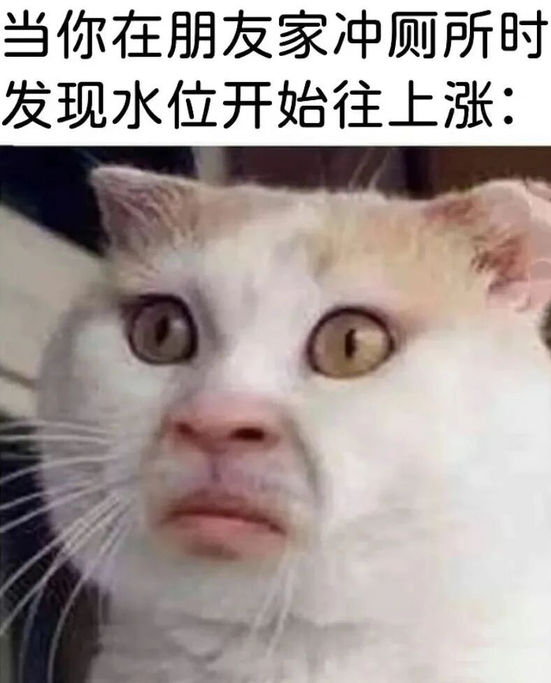 震惊猫