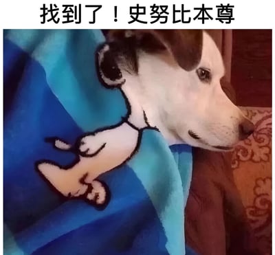 图片展示了一只真实的白色和棕色相间的狗，它侧卧在蓝色毛毯上，背景是棕色花纹沙发。图片经过创意处理，在狗的身体上叠加了卡通角色史努比的经典形象，形成了有趣的视觉效果。上方配有文字“找到了！史努比本尊”，幽默地暗示这只狗与史努比长得极为相似，就像是史努比的真实原型。