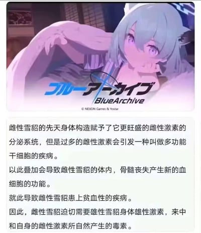 图片上半部分是游戏《Blue Archive》中的蓝发猫耳角色侧躺凝视的场景截图，下半部分是关于雌性雪貂需要雄性激素中和毒素的虚构生物学解释文字。这种将动漫游戏角色与伪科学解释结合的形式，可能用于幽默或调侃。