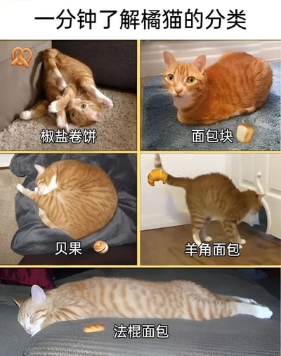 这是一张幽默的橘猫分类图片，通过将不同姿势的橘猫与各种面包点心进行创意类比。图片采用2x2网格加底部大图的布局，展示了五种'面包型'橘猫：左上角是蜷缩成椒盐卷饼状的橘猫，右上角是圆形成面包块状的橘猫，左下角是完美圆形的贝果状橘猫，右下角是尾巴弯成羊角面包状的橘猫，底部则是一只伸展成长条形法棍面包状的橘猫。每张猫咪图片旁都配有对应的面包名称和小图标，整体风格可爱有趣。