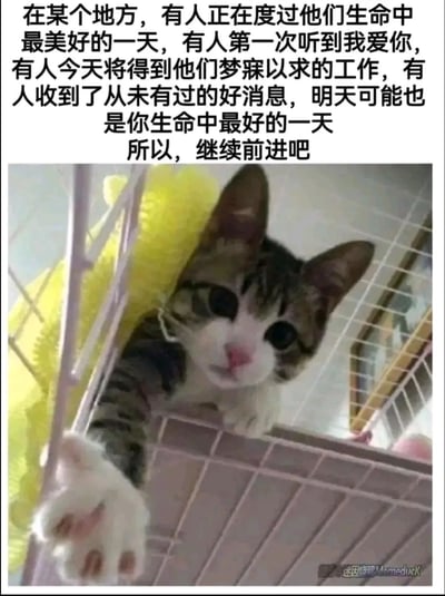 这是一张传递温暖与鼓励的图文内容，上方的文字描绘了世界上不同的人正在经历的美好时刻：有人度过生命里最棒的一天，有人第一次听到告白，有人拿到心仪的工作，有人收到久违的好消息，以此引导观看者相信明天也可能成为自己生命中最好的一天，呼吁大家继续前进。下方是一只狸花加白的猫咪，它待在带有黄色柔软垫子的笼子中，伸出一只肉垫爪子，眼神柔和又治愈，搭配文字将鼓励的情绪具象化，给人带来心灵的慰藉与前进的动力，适合在人们需要打气时分享。