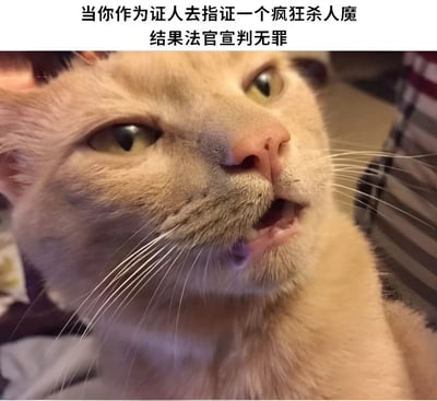 图片上方有文字'当你作为证人去指证一个疯狂杀人魔 结果法官宣判无罪'，下方是一只表情震惊、嘴巴微张的浅色猫咪特写。猫咪瞪大双眼、表情错愕的样子完美诠释了得知杀人魔被无罪释放时的震惊与难以置信。