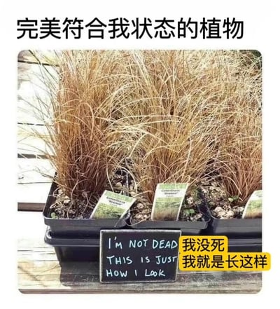 图片展示了几盆外观干枯发黄的观赏草盆栽，整齐摆放在黑色托盘中，每个花盆插有植物标签。盆栽前方有一块小黑板标牌，用英文写着“I'M NOT DEAD THIS IS JUST HOW I LOOK”，标牌右侧配有黄色背景的中文文字“我没死 我就是长这样”。图片顶部有醒目的中文标题“完美符合我状态的植物”，通过植物看似枯萎实则正常的外观，幽默自嘲地比喻自身看似疲惫不堪却只是常态的生活状态。