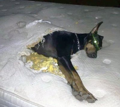 一只黑色杜宾犬戴着银色项圈，正悠闲地躺在一张被严重咬破的床垫中央。床垫的破洞处露出大量黄色的内部填充物，周围散落着白色的布料碎屑，而狗狗却一脸淡定，前爪伸展，仿佛这一切与它无关，形成了宠物拆家后反差萌的搞笑场景。