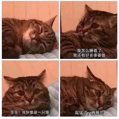 四格漫画形式展示一只虎斑猫的起床过程：第一格猫咪困倦入睡；第二格惊醒，配文'我怎么睡着了 我还有好多事要做'，仿佛人类的忙碌焦虑；第三格突然愣住，配文'等等！我好像是一只猫'，意识到自己的动物身份；第四格放松躺下，配文'起猛了，再睡会'，幽默展现从人类视角到猫咪本能的反差萌。