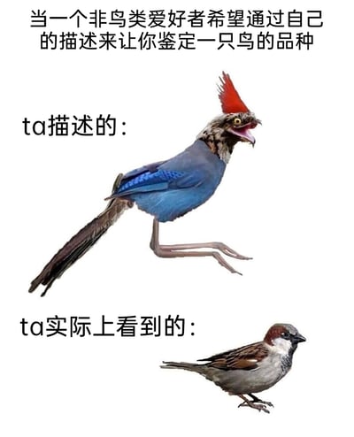 这是一张用于调侃非专业人士描述陌生事物偏差的趣味对比图。图中上方配有文字“当一个非鸟类爱好者希望通过自己的描述来让你鉴定一只鸟的品种”，随后“ta描述的”部分是一只通过图像拼接创造的虚构怪鸟：它拥有红色的羽冠、类似猛禽的头部、蓝色的躯干和翅膀、细长的鹤类腿部以及长尾鸟类的尾巴，姿态夸张，张嘴露舌，仿佛在“强调”自己的特征；下方“ta实际上看到的”则是一只极其常见的普通麻雀，外形平淡、特征普通。整张图通过强烈的视觉反差，讽刺了非鸟类爱好者在观察和描述鸟类时，容易因为对鸟类特征不熟悉、记忆模糊，将不同鸟类的特征混淆夸大，导致描述内容和实际事物出现巨大偏差的普遍现象，充满生活趣味和调侃意味。