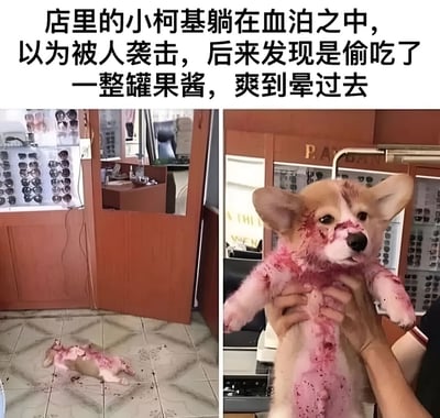 这是一张左右对比图，左侧图中一只小柯基躺在地上，浑身沾满红色物质，看起来像是躺在血泊中，周围还有一些红色痕迹。右侧图中有人双手托起这只小柯基，可以更清晰地看到它脸上和身上的红色物质。图片上方配有文字说明：'店里的小柯基躺在血泊之中，以为被人袭击，后来发现是偷吃了一整罐果酱，爽到晕过去'。这张图通过视觉上的误导制造了幽默效果，让读者一开始误以为小柯基受伤，随后才揭晓是偷吃果酱后的搞笑场景。