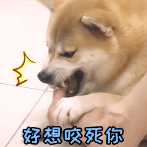 柴犬假装凶狠咬手：好想咬死你