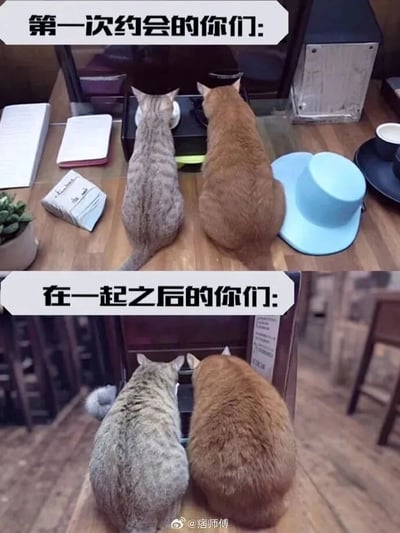 这是一张上下结构的萌宠对比图，上方配文“第一次约会的你们”，画面中一只狸花猫和一只橘猫体型匀称，正端正地在摆放着笔记本、纸巾、绿植、帽子等物品的整洁桌面进食，整体场景精致正式，还原了情侣初次约会时拘谨、注重形象的状态；下方配文“在一起之后的你们”，两只猫咪的体型都明显发胖，圆滚滚地挤在简单的台面上进食，场景随意日常，对应情侣相处久后放松自在、不再拘谨，甚至一起发胖的真实状态。图片用猫咪的趣味变化，幽默调侃了情侣从恋爱初期到稳定阶段的反差，内容贴近生活，容易引发情侣群体的共鸣。