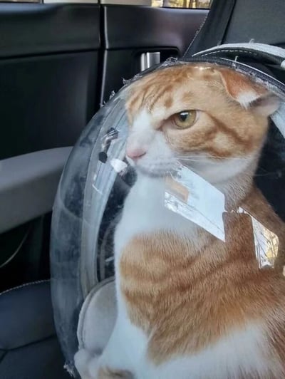 一只橘白相间的猫咪被安置在透明的球形宠物背包中，正坐在汽车座椅上。猫咪眼神锐利，表情严肃，仿佛一位正在执行任务的宇航员。背包的透明罩上有几处明显的刮痕，暗示着这位'乘客'可能不太情愿被这样束缚。