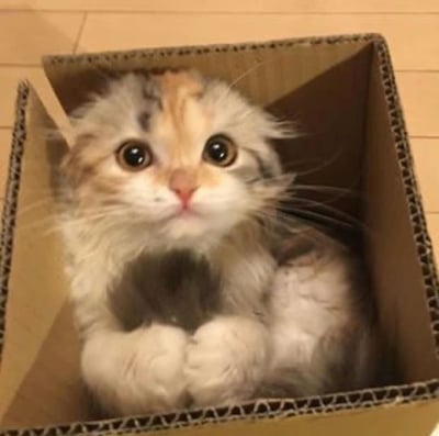 一只毛茸茸的三花小奶猫蜷缩在棕色纸箱里，大大的圆眼睛好奇地凝视前方，粉嫩的鼻子与白色小爪子格外惹人怜爱。背景为浅色木地板，整体画面温馨治愈，尽显萌系本色，瞬间融化观者的心。