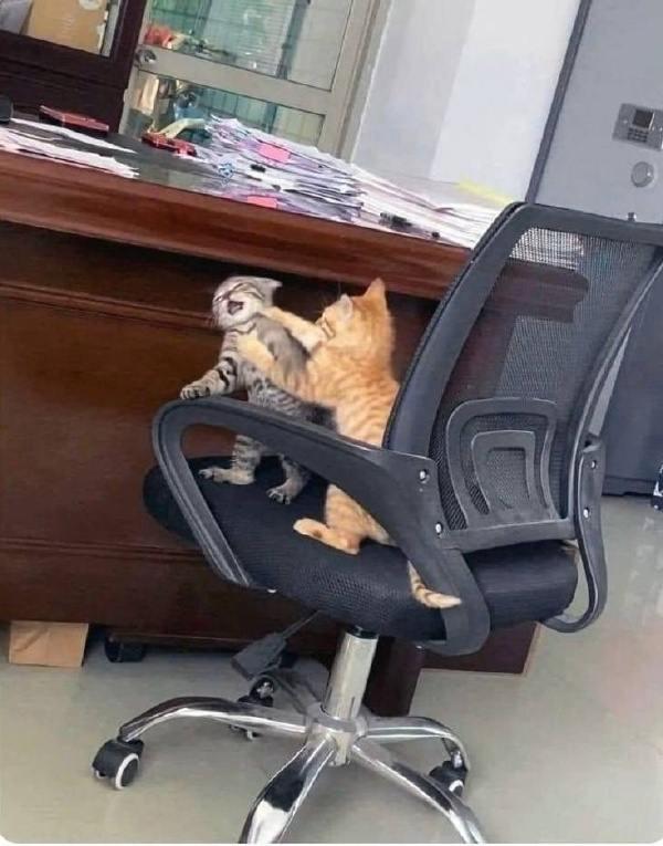 虎斑小猫1