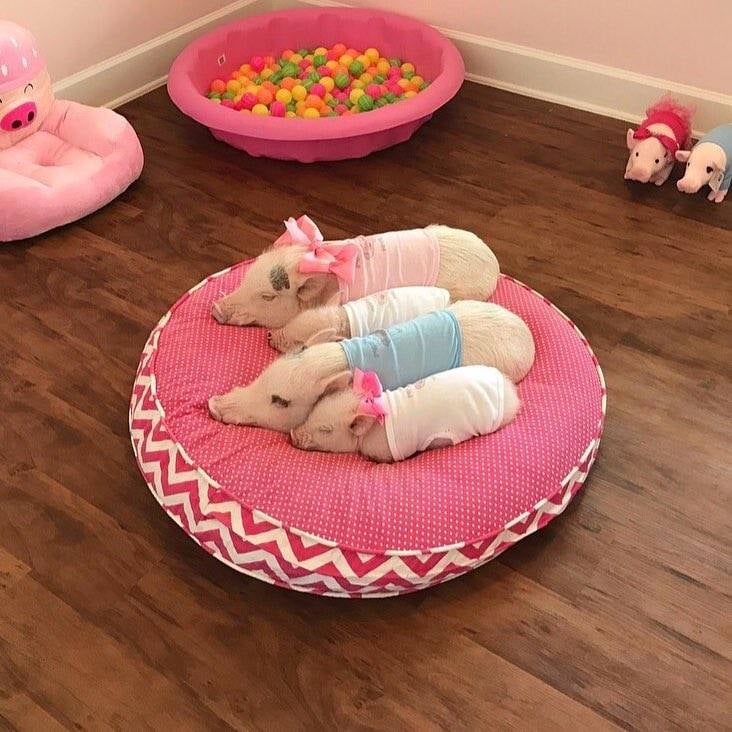四只穿着衣服的小猪在粉色垫子上睡觉