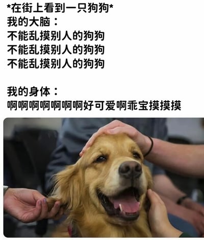 这是一张幽默对比图，上方文字描述了人们在街上看到狗狗时的内心挣扎：大脑不断提醒"不能乱摸别人的狗狗"，而身体却不受控制地想要抚摸可爱的狗狗。下方配图是一只表情开心的金毛犬正在被人抚摸，完美诠释了文字内容。