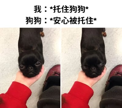 这是一张左右对比图，展示了托住狗狗时的温馨场景。左侧图中，一只小黑狗被穿着红色袖子的人用手掌托举，狗狗睁着眼睛，表情专注地向上看；右侧图中，同一狗狗同样被托举，但双眼紧闭，呈现出完全放松安心的状态。图片上方配有文字“我：*托住狗狗* 狗狗：*安心被托住*”，生动地诠释了人与宠物间的信任与温暖。