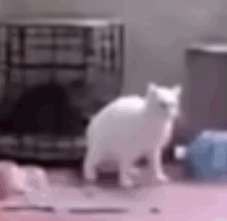 这是一段动态GIF，画面里一只白色猫咪身处室内环境，因受到惊吓做出类似“瞬移”的夸张动作，身体姿态紧绷，面部表情惊恐。背景中能看到猫窝与一些杂物，整体画面充满搞笑感，生动呈现出猫咪受惊后的慌张状态，常被用作表情包来表达惊恐、慌乱的情绪。
