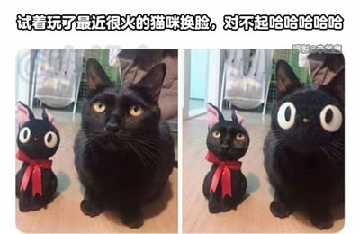 这是一张左右拼接的静态对比图，图中呈现了真实黑猫与动画《魔女宅急便》里的黑猫吉吉玩偶换脸前后的效果：左侧图中，一只真实的黑猫和吉吉玩偶正常端坐，二者面部特征符合原本的样子，真实黑猫眼神略带疑惑，吉吉玩偶是标志性的大圆形眼睛；右侧图是使用换脸特效后的效果，真实黑猫换上了吉吉的大圆形眼睛，吉吉玩偶则换上了真实黑猫的脸，这种面部错位的搭配产生了强烈的滑稽违和感。图片顶部配有文字“试着玩了最近很火的猫咪换脸，对不起哈哈哈哈哈”，传递出创作者玩换脸特效后的搞笑自嘲情绪，整体风格轻松有趣，充满恶搞趣味。