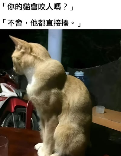 这张图片展示了一只肌肉异常发达的橘猫，它正蹲坐在桌子上，背景中可以看到一辆摩托车。图片上方配有对话文字："你的猫会咬人吗？"和"不会，他都直接揍。"。这种幽默来自于猫咪异常健硕的体型与"直接揍人"的回答形成的有趣反差，颠覆了人们对猫咪温顺可爱的传统印象。
