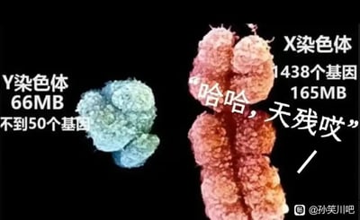 这是一张结合生物科普与网络玩梗的趣味P图，图中展示了X染色体和Y染色体的显微图像，左侧的Y染色体标注有“Y染色体 66MB 不到50个基因”，右侧的X染色体标注有“X染色体 1438个基因 165MB”，同时给X染色体添加了拟人化的调侃文字“哈哈，天残哎”，以网络玩笑的语气放大了两种染色体在基因数量和分子大小上的巨大差异，将Y染色体的“弱小”用带有调侃意味的“天残”来形容，把严肃的生物知识转化为轻松搞笑的梗图，适合在网络社群中传播，兼具科普性和趣味性。