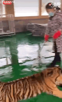 这是一段连环动态画面，展示了在室内饲养环境里，一只小老虎被一只大白鹅追着跑的搞笑场景。一开始小老虎在仿真树旁，被大白鹅追着绕树逃窜，之后慌不择路，最后急忙躲进了铁笼子里，大白鹅还在笼子外不停扑腾，原本威风的老虎和强势的大白鹅形成强烈反差，画面滑稽搞笑，让人忍俊不禁。