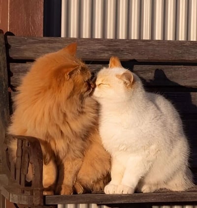 两只猫咪在午后的长椅上上演甜蜜一刻！橘色长毛猫和白色短毛猫亲昵地依偎在一起，鼻尖相触仿佛在亲吻，温暖的阳光洒在它们毛茸茸的身上，背景是木质长椅和波纹金属板，画面治愈又温馨。