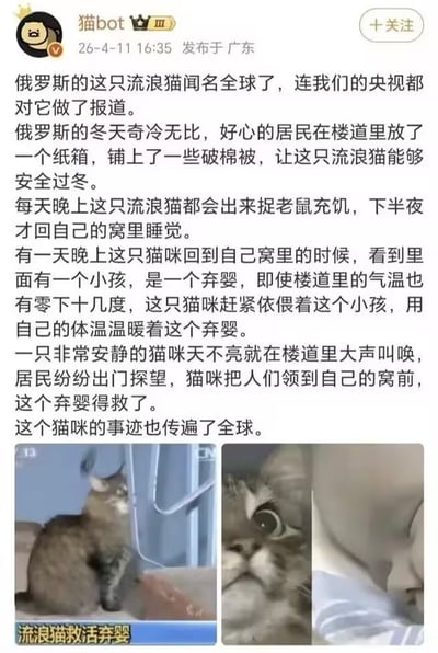 这是一张微博平台的社交媒体帖子截图，由用户“猫bot”于2026年4月11日在广东发布。帖子正文讲述了俄罗斯一只流浪猫的暖心事迹：俄罗斯冬季气温极低，当地居民为流浪猫放置了铺有破棉被的纸箱供其过冬，这只流浪猫平时靠夜间捕鼠为生。某天它回窝时发现了被遗弃的婴儿，在零下十几度的楼道里用自己的体温为弃婴保暖，还在天未亮时大声叫唤引来居民，最终弃婴成功获救，该事件得到央视报道，猫咪的事迹传遍全球。帖子下方配有两张配图，左侧是央视报道该事件的新闻截图，底部有字幕“流浪猫救活弃婴”，右侧是猫咪和被救弃婴的特写照片。