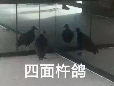 这是一张谐音梗搞笑表情包，画面呈现了一个室内玻璃拐角的场景，四个方向各站着一只鸽子，底部配白色大字“四面杵鸽”，是对成语“四面楚歌”的谐音改编，“杵”谐音“楚”，“鸽”谐音“歌”，形象地调侃了被多人放鸽子、或是陷入被多方针对的窘迫处境。