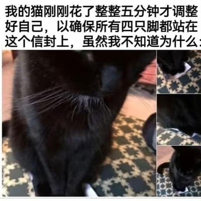 这是一组图文结合的内容，上方配文记录了主人的观察：自家的黑猫花了整整五分钟调整自身姿势，一定要让四只脚都站在一个信封上，主人对猫咪的这种行为感到费解。画面中，主图展示了站在信封上的黑猫，右侧的小图则呈现了黑猫调整姿势的不同阶段，猫咪这种无厘头的执着行为显得十分可爱搞笑，图中没有双关、谐音梗等内容。