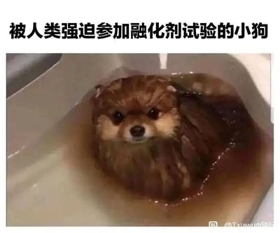 这是一张文字加注类静态图，画面主体是一只泡在容器水中的博美犬，它的毛发被水打湿后紧紧贴合在身上，视觉效果看起来仿佛身体被“融化”了。图上方配有文字“被人类强迫参加融化剂试验的小狗”，利用狗狗湿毛后的特殊视觉效果制造搞笑梗，将狗狗洗澡的场景调侃成“参加融化剂试验”，通过这种趣味反差让画面显得滑稽又可爱，展现了宠物日常的搞笑瞬间。