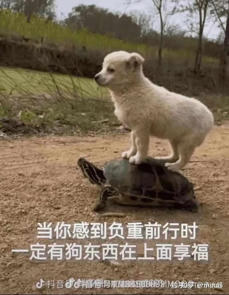 乌龟