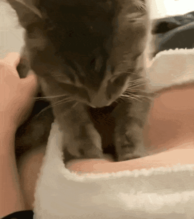 这是一段温馨的GIF动态图，画面中一只虎斑小猫闭着眼睛，正惬意地在主人的胸口重复踩奶动作，主人的手轻轻抚摸着小猫的背部。踩奶是猫咪幼年时期养成的行为，通常意味着猫咪此刻处于安心、舒适的状态，整个场景治愈感拉满。