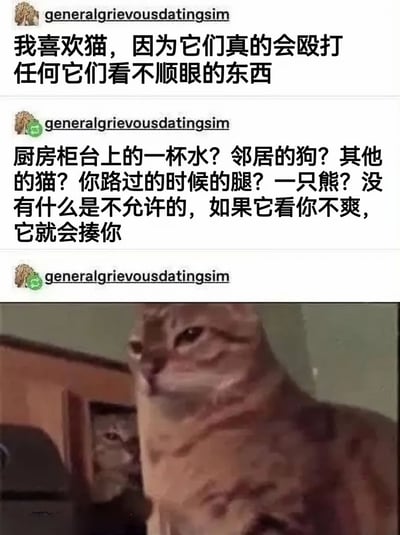 这是一张图文混排的搞笑梗图，上方为三段来自用户“generalgrievousdatingsim”的文字吐槽，内容幽默地描述猫咪会攻击任何它们看不顺眼的事物，包括厨房水杯、邻居的狗、路过的人腿甚至熊；下方是一张真实橘猫的照片，猫咪表情严肃地注视前方，与文字内容形成趣味呼应，生动展现了猫咪“脾气暴躁”的拟人化形象。