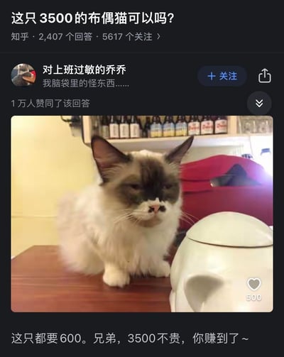 这是知乎平台上关于「这只3500的布偶猫可以吗？」问题的用户回答截图，答主@对上班过敏的乔乔 放出一张形似布偶猫但长相潦草的猫形物品的实拍图，配文「这只都要600。兄弟，3500不贵，你赚到了~」，通过强烈的反差感玩梗，用这个看起来完全不像正常宠物布偶猫的物品，反讽式地表示3500的布偶猫很值得，制造出诙谐搞笑的效果，该回答获得了1万用户的赞同。