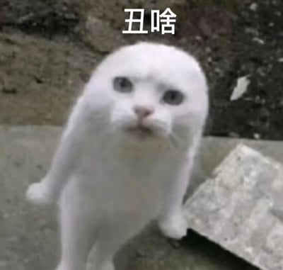 图片中是一只白色的猫，它正直立站在地面上，眼睛看向前方，表情看起来有些疑惑。猫的上方有白色文字“丑啥”。图片背景是室外的地面，旁边还有一张纸。