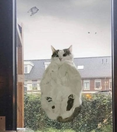 一只灰白色猫咪将身体紧紧贴在窗户玻璃上，整个身体被挤压成圆球状，毛发蓬松鼓起，双眼瞪得溜圆，表情呆萌又带着一丝惊讶地望向窗内。窗外是阴天的天空，背景可见几栋带有瓦片屋顶的居民楼，远处有几只飞鸟掠过，画面充满生活气息与反差萌。猫咪因好奇心或想进入室内而紧贴窗户的模样，形成了极具喜感的“毛球”视觉效果，展现了宠物天真可爱的一面。