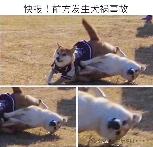 白色小狗