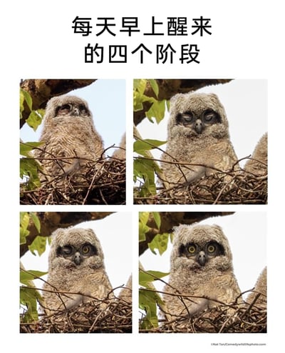 这是一张四格连环趣味图文，以一只待在鸟巢中的猫头鹰幼崽的四个状态，对应人们早上醒来的四个典型阶段：第一格中猫头鹰半睁着眼睛，神态迷糊，还原了刚被唤醒时还未脱离睡眠状态的混沌感；第二格猫头鹰双眼紧闭，看起来还在贪恋睡眠，表现出不想起床的抗拒感；第三格猫头鹰一只眼睁开、一只眼紧闭，处于从睡梦中逐渐苏醒的过渡状态；第四格猫头鹰双眼完全睁开，眼神明亮有神，代表已经彻底清醒的状态。图片用真实的野生动物摄影内容搭配贴切的主题文字，幽默地还原了人们晨起时的真实状态，极易引发大众共鸣。