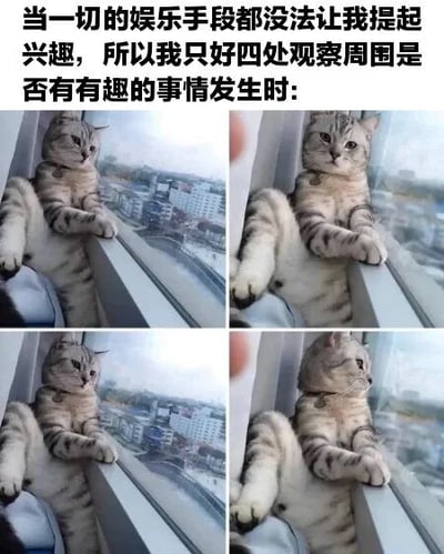 图片上方配有文字：'当一切的娱乐手段都没法让我提起兴趣，所以我只好四处观察周围是否有有趣的事情发生时:'，下方是四宫格（2x2）排列的同一只灰白条纹猫趴在窗台上的照片。猫咪身体舒展，前爪搭在窗沿，扭头观察窗外的城市景象，表情平静中带着一丝好奇，整体画面幽默地展现了人们在感到无聊时四处寻找乐趣的状态。