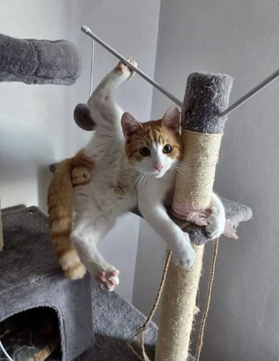 一只橘白相间的猫咪正趴在灰色的猫爬架上玩耍，它用一只前爪抓住猫爬架上的玩具杆，身体向后倾斜，展现出活泼好动的一面。猫爬架有多个平台和一个缠绕着麻绳的 scratching post，背景是简单的白色墙壁，整个场景温馨而充满生活气息。